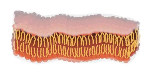 A novel biomimetic membrane that simulates and buccal mucosa