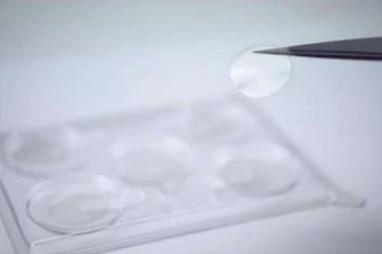Stratum Corneum Membranes